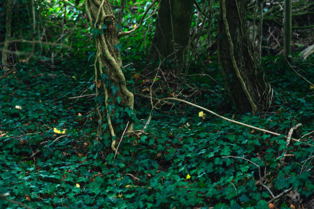 istock Forest ground with trunks and ivy during summer. 1169745273