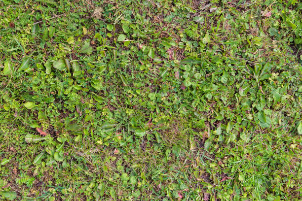Herbe verte naturelle dans le parc avec des mauvaises herbes, fond abstrait. - Photo