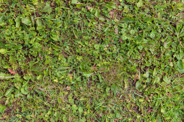 Cтоковое фото Натуральная зеленая трава в парке с травами, абстрактный фон.