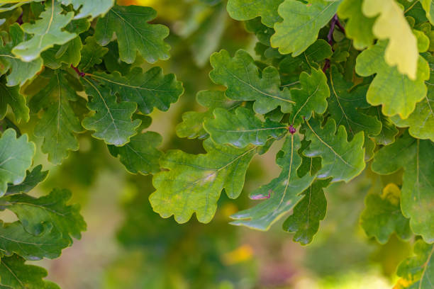 장엄한 오크 클로즈업의 녹색 잎 스톡 사진