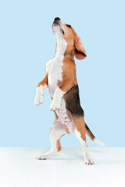 istock Studio shot of beagle puppy on blue studio background 1169746585