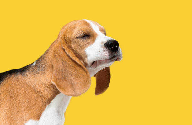 istock Studio shot of beagle puppy on yellow studio background 1169746651