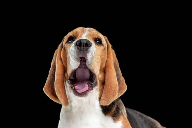 istock Studio shot of beagle puppy on black studio background 1169746713
