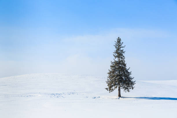 istock Winter scenery. Biei Hokkaido Japan 1169746853