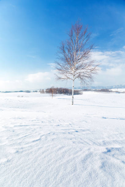 istock Winter scenery. Biei Hokkaido Japan 1169747420