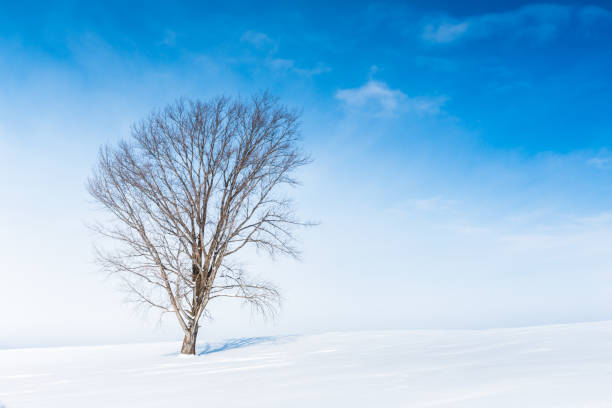 istock Winter scenery. Biei Hokkaido Japan 1169747982