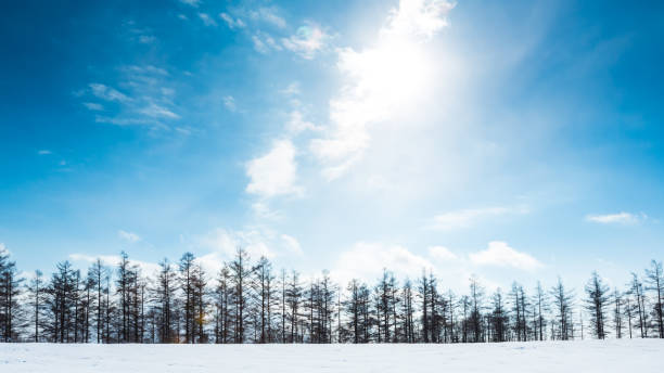 collines enneigées et bouleaux à biei, hokkaido - parc national de daisetsuzan photos et images de collection