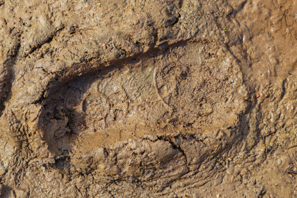 istock Child's trail in the mud 1169748041