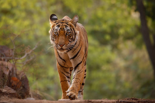 istock Amazing tiger in the nature habitat. 1169748242