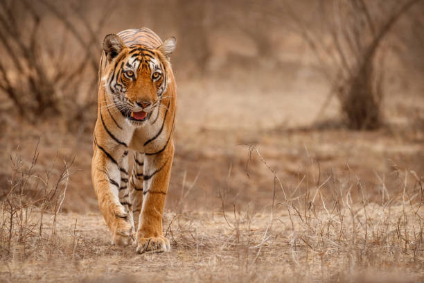 istock Amazing tiger in the nature habitat. 1169748370