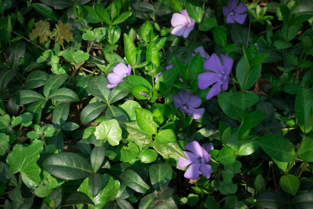 istock Blue botanical periwinkle plant or vinca minor close up 1169749094