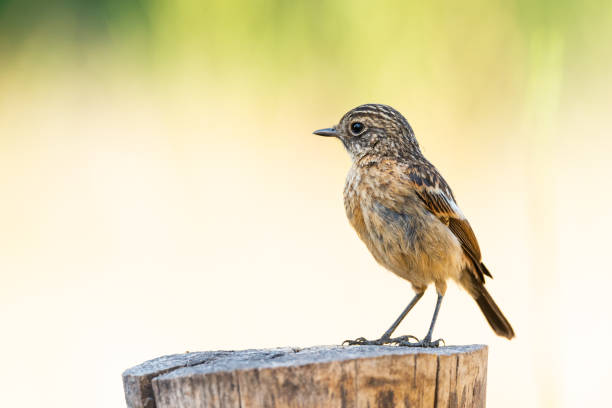 istock Saxicola rubicola or common tarabilla 1169750265