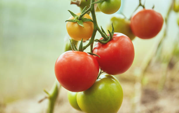 istock Ripe and unripe tomatoes 1169750335