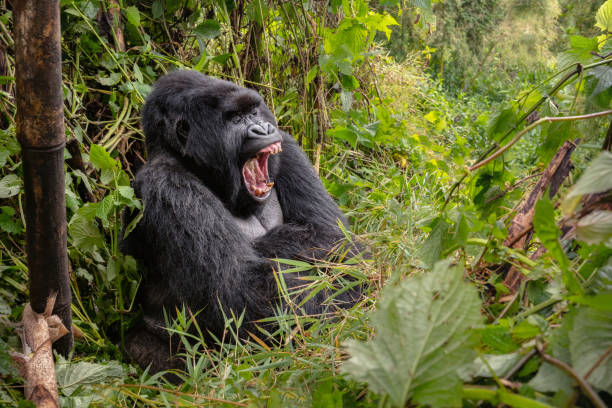 dziki goryl górski w środowisku przyrody. - virunga national park zdjęcia i obrazy z banku zdjęć