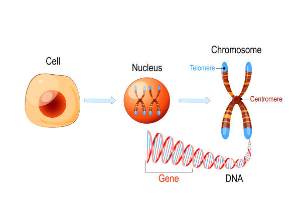 illustrazioni stock, clip art, cartoni animati e icone di tendenza di struttura cellulare. nucleo con cromosomi, molecola di dna, telomero e gene - chromosome