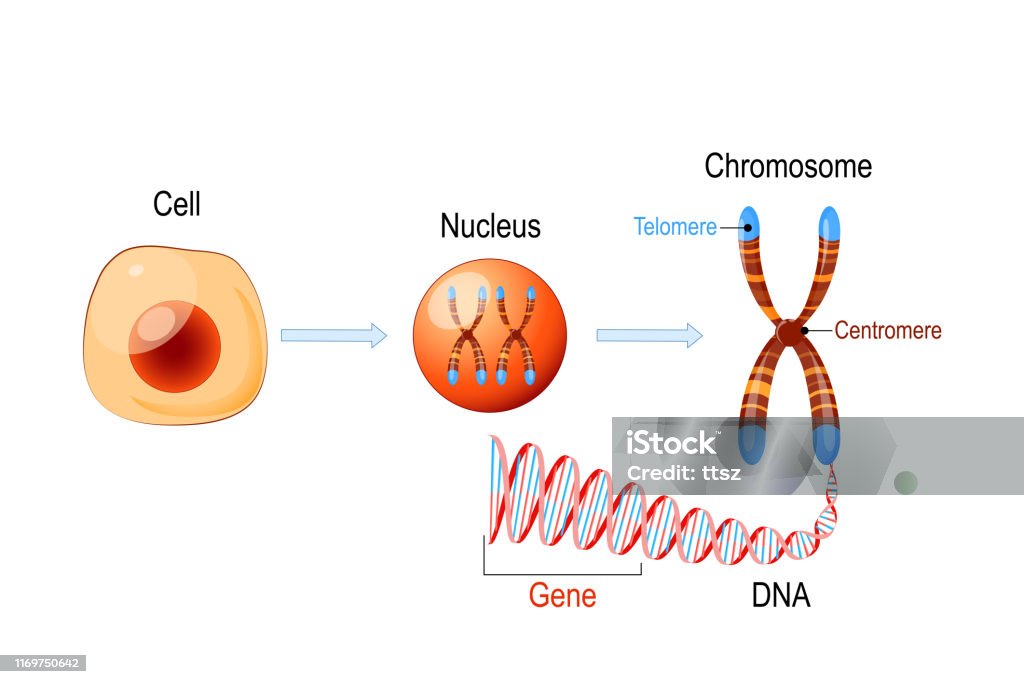 Cell Structure. Nucleus with chromosomes, DNA molecule, telomere and gene Cell Structure. Nucleus with chromosomes, DNA molecule (double helix), telomere and gene (length of DNA that codes for a specific protein). Genome research Chromosome stock vector