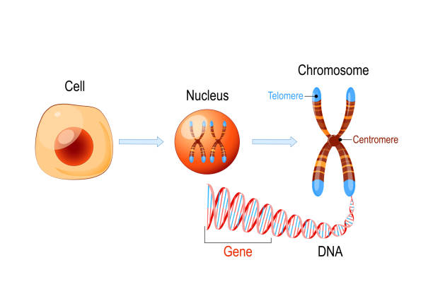 Cell Structure. Nucleus with chromosomes, DNA molecule, telomere and gene Cell Structure. Nucleus with chromosomes, DNA molecule (double helix), telomere and gene (length of DNA that codes for a specific protein). Genome research nucleus stock illustrations