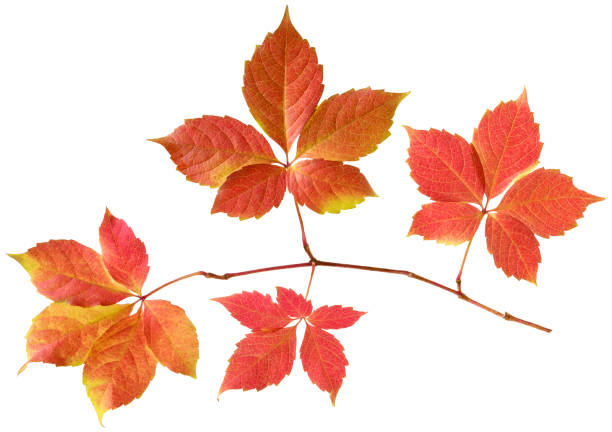 hoja de uva silvestre aislada. rama con hojas de vid de color otoño amarillo y rojo sobre fondo blanco, detalle para diseño estacional - wild vine fotografías e imágenes de stock
