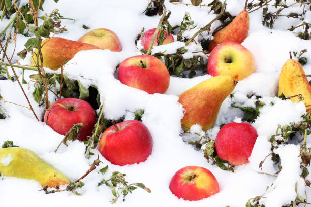 In a gentle grasp,a hand delicately holds a fresh apple against the backdrop of a snow covered field. The cropped composition focuses on the simplicity of the scene,portraying the connection between nature's harvest and the serene winter landscape