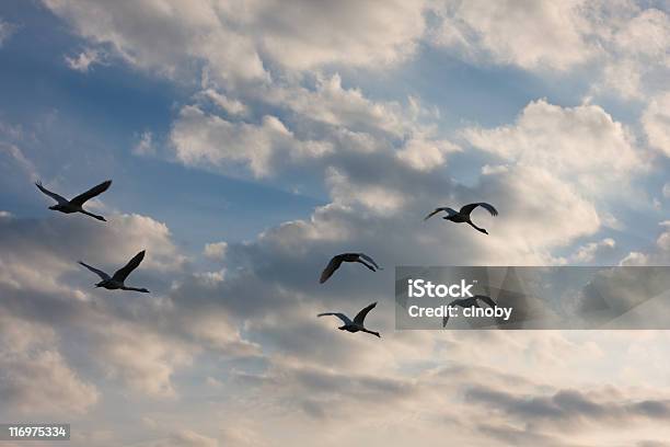 Volo Di Oche - Fotografie stock e altre immagini di Ala di animale - Ala di animale, Animale selvatico, Ardeidi