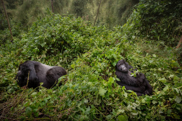 dziki goryl górski w środowisku przyrody. - virunga national park zdjęcia i obrazy z banku zdjęć