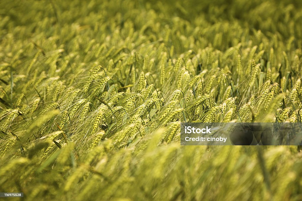 Barley Field Selective Focus of a barley field Cereal Plant Stock Photo