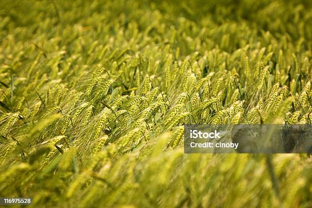 Barley Field Stock Photo - Download Image Now - Cereal Plant, Development, Genetic Modification