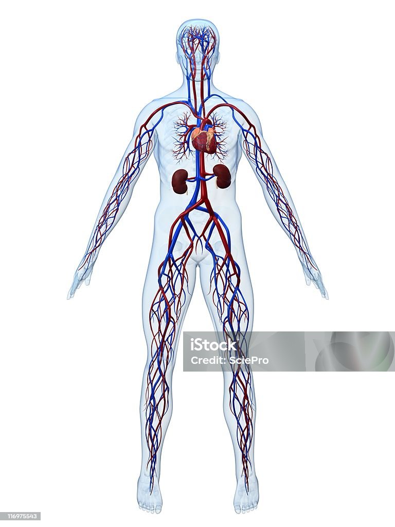 cardiovascular system Anatomy Stock Photo