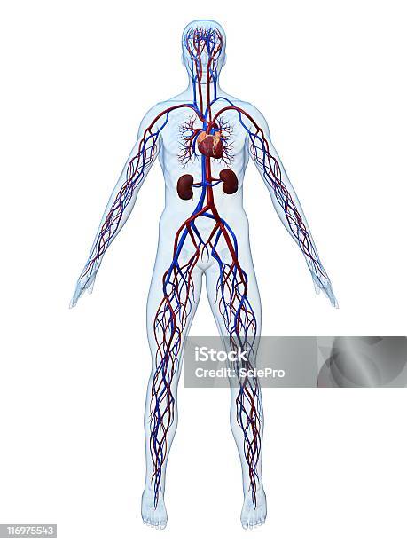 Cardiovascular System Stock Photo - Download Image Now - Anatomy, Biology, Blood
