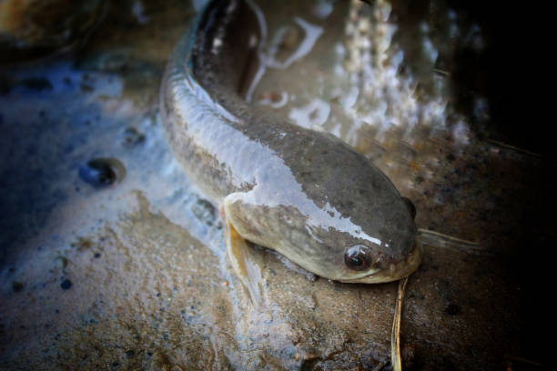 istock Snakehead murrel fish caught from culture pond 1169755504