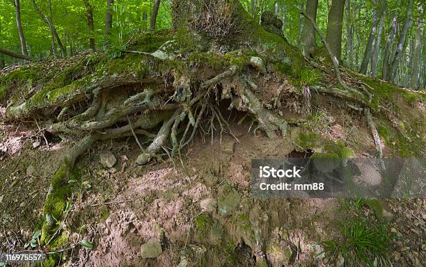 Oak Tree Roots Stock Photo - Download Image Now - Beech Tree, Branch - Plant Part, Brown