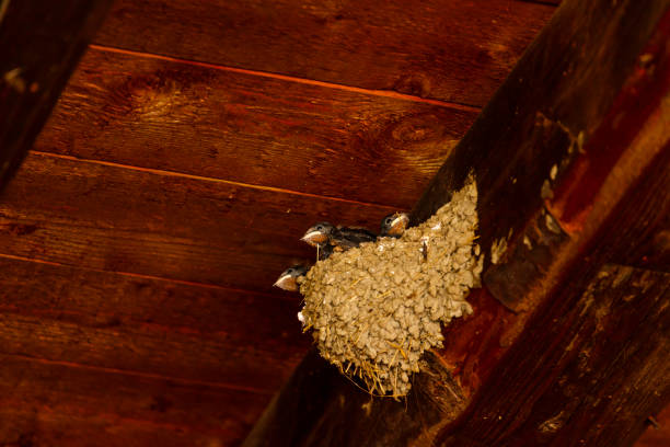 istock Swallows nest under a wooden roof 1169755597