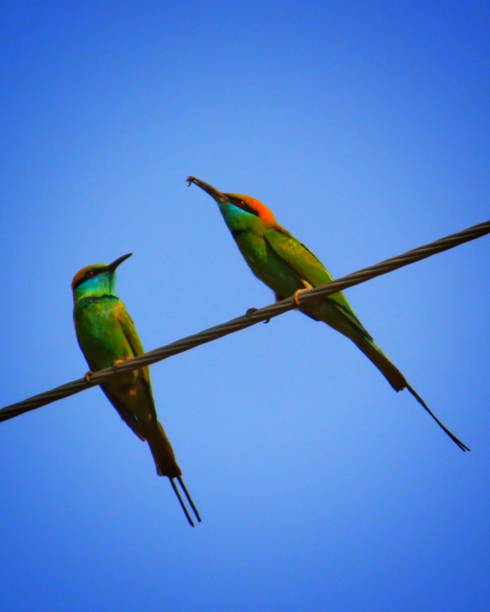 istock green bee eater bird couple sitting together 1169755660