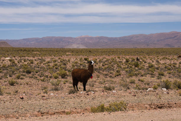 istock Llama in dry landscape in the Andes 1169755863