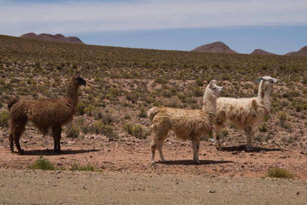 istock Three llamas in the Andes Mountains 1169756192