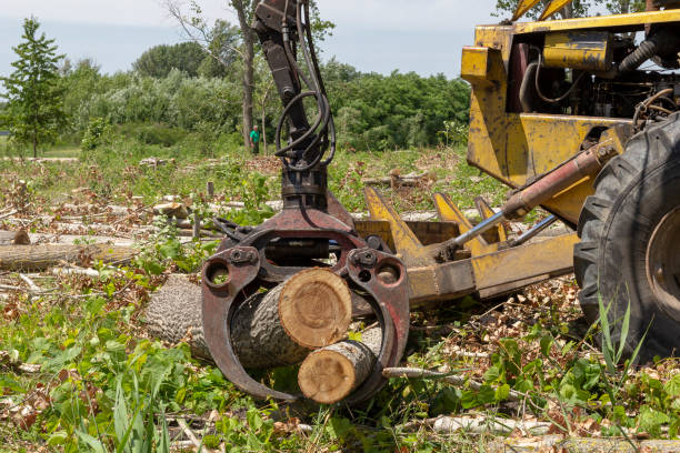istock Lumber Industry Grabbing Crane Loading Timbers - Deforestation 1169756299