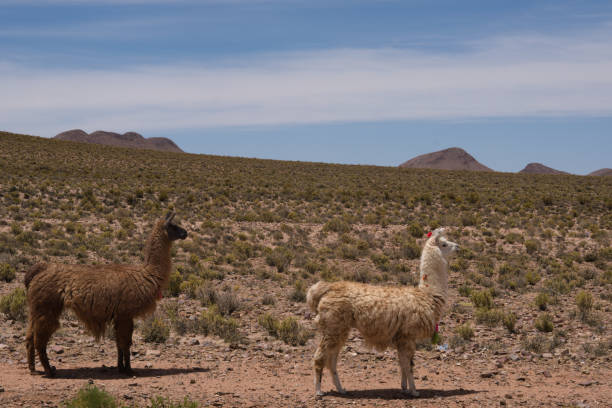 istock Two llamas in the Andes Mountains 1169756359