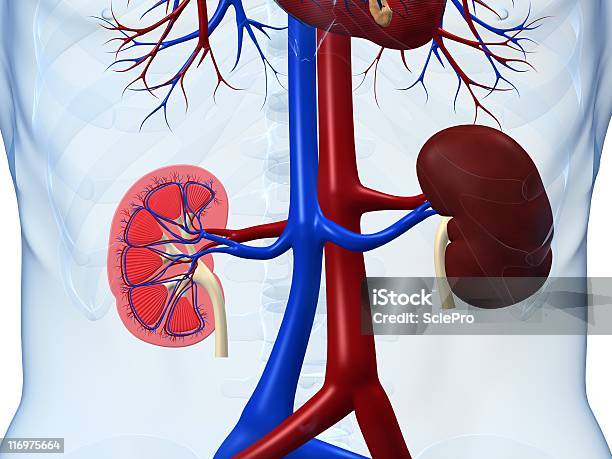 腎臓 Crosssection - カラー画像のストックフォトや画像を多数ご用意 - カラー画像, ヒトの内臓, 人の心臓