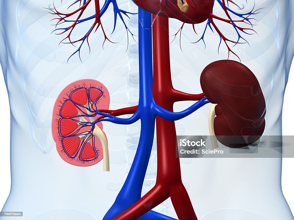 Видят почек - Стоковые фото Анатомия роялти-фри