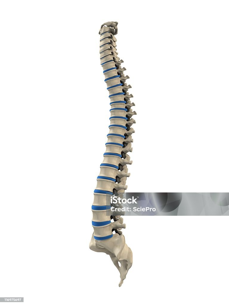 Columna vertebral humana - Foto de stock de Anatomía libre de derechos