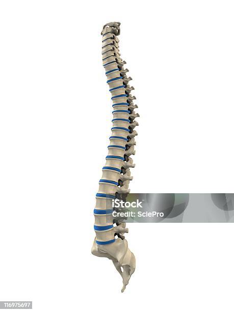 Columna Vertebral Humana Foto de stock y más banco de imágenes de Anatomía - Anatomía, Asistencia sanitaria y medicina, Biología