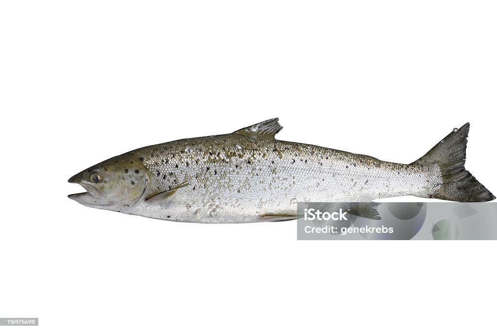 Giovane Salmone isolato su bianco con percorso clip - Foto stock royalty-free di Pesce d'acqua dolce