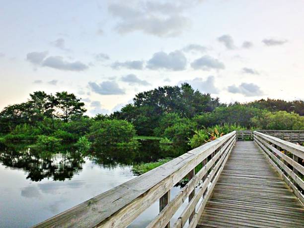 istock Daybreak in the Florida tranquil and scenic wetlands 1169756987