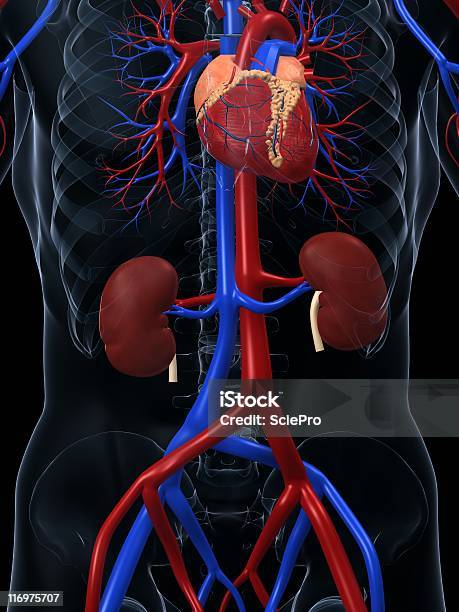 A Human Torso With Cardiovascular System In Blue And Red Stock Photo - Download Image Now