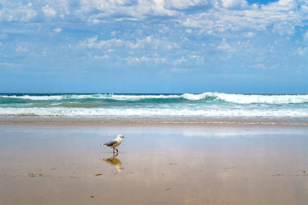 istock Lonely seagull on the beach. 1169757076