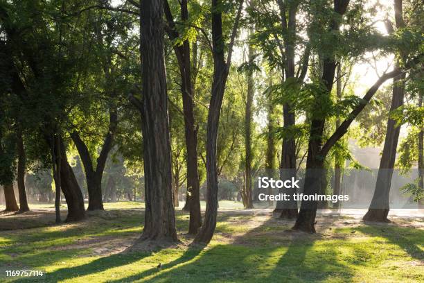 Sunlight Between The Trees In Padre Hurtado Park Formerly Known As Queens Intercommunal Park At The Queen District Santiago Stock Photo - Download Image Now