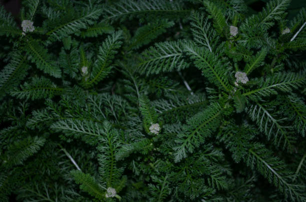istock Green leaves pattern background, Natural background and wallpaper 1169757311