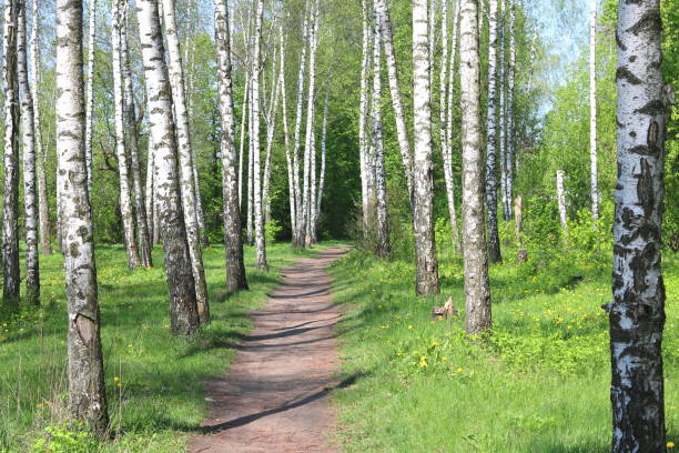 istock Young birch with black and white birch bark in spring 1169757317