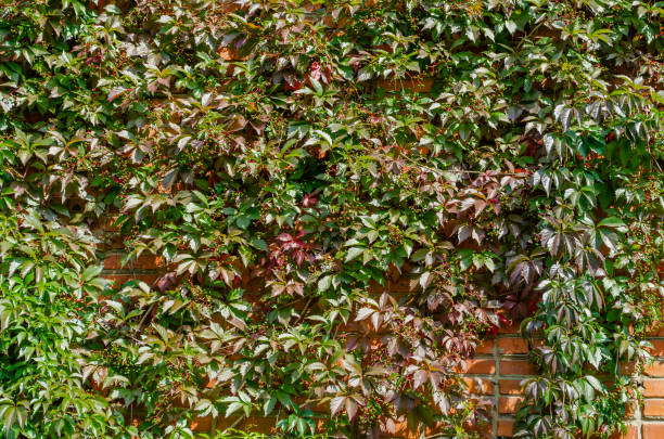Green fence of parthenocissus henryana. Natural background of girlish grapes. Floral texture of parthenocissus inserta. Rich greenery. Plants in botanical garden. Girlish grape with fruits on a red brick wall. Parthenocissus parthenocissus stock pictures, royalty-free photos & images