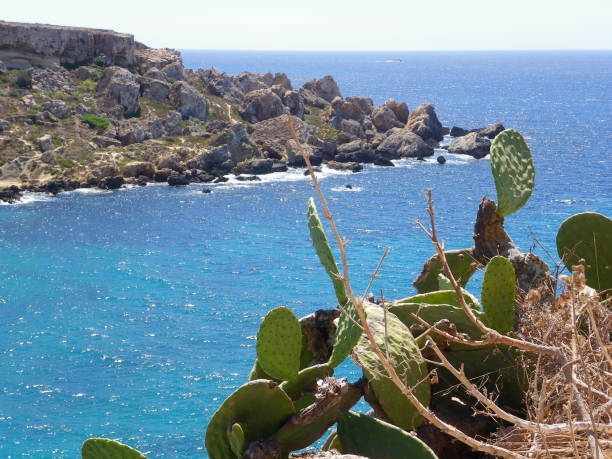 istock Sea view from coast with prickly pears on first plan 1169757660